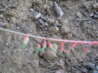 Gasteria croucheri