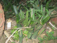 Gasteria croucheri