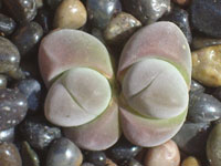 Gibbaeum dispar