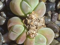 Gibbaeum dispar