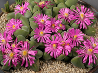 Gibbaeum dispar