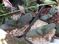 Gasteria ellaphieae