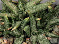 Gasteria ellaphieae