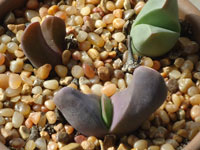 Gibbaeum esterhuyseniae