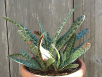 Gasteria excelsa