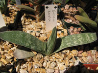 Gasteria excelsa