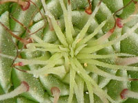 Graptopetalum filiferum