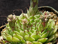 Graptopetalum filiferum