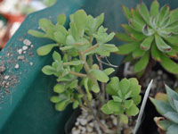 Graptopetalum fruticosum