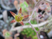 Graptopetalum fruticosum