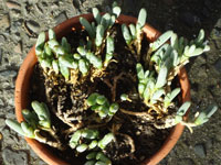 Gibbaeum geminum