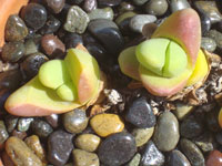 Gibbaeum gibbosum