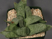 Gasteria glauca