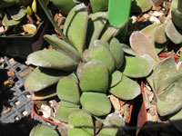 Gasteria glomerata