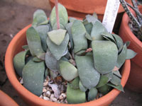 Gasteria glomerata