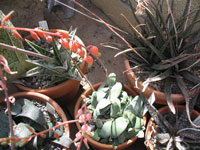 Gasteria glomerata