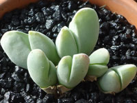 Gibbaeum haaglenii