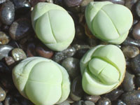 Gibbaeum heathii