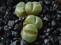 Gibbaeum johnstonii