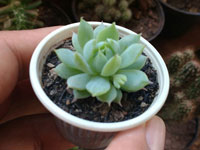 Graptopetalum macdougallii