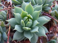 Graptopetalum macdougallii