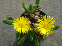 Glottiphyllum neilii