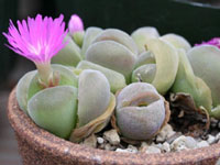 Gibbaeum neobrownii