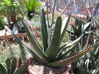 Gasteria nitida