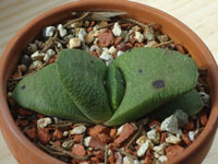 Gasteria nitida