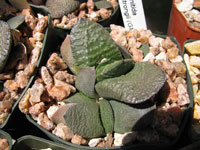 Gasteria nitida