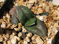 Gasteria nitida