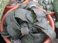 Gasteria nitida