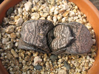 Gasteria nitida