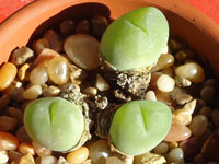 Gibbaeum nuciforme