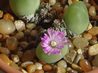 Gibbaeum nuciforme