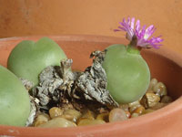 Gibbaeum nuciforme