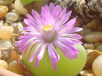 Gibbaeum nuciforme