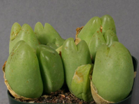 Gibbaeum nuciforme