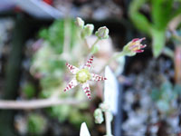 Graptopetalum pachyphyllum