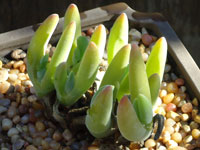 Gibbaeum pachypodium