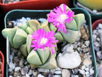 Gibbaeum petrense