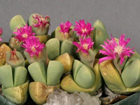 Gibbaeum petrense