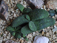 Gasteria pillansii