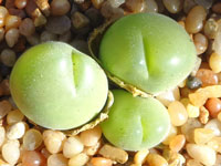 Gibbaeum pilosulum