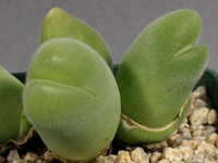 Gibbaeum pilosulum