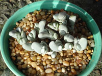 Gibbaeum pubescens