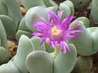 Gibbaeum pubescens