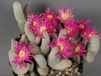 Gibbaeum pubescens