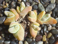 Gibbaeum pubescens