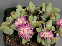 Gibbaeum pubescens